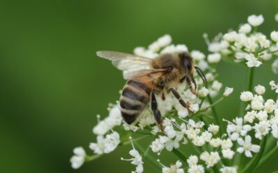Honning over hele verden indeholder neonikotinoide pesticider